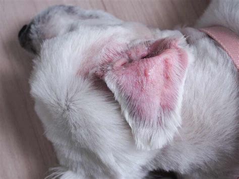 Yeast Ear Infections in Dogs - With Pictures & Vet Advice