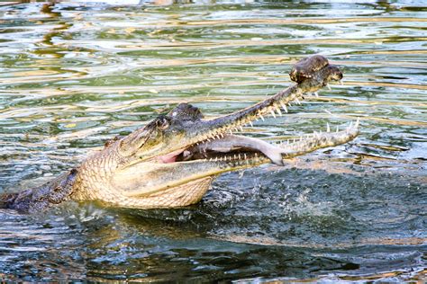 Gaping Gharials: River Reptile with the Super Snout | Roundglass | Sustain