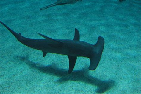 Why great hammerheads like to swim tilted - Divernet