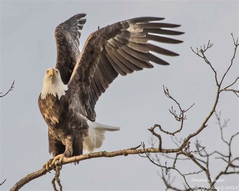 Dad Decorah Decorah Eagles, Eagle Wings, Bald Eagles, American Bald Eagle, Birds Of Prey, Hawks ...