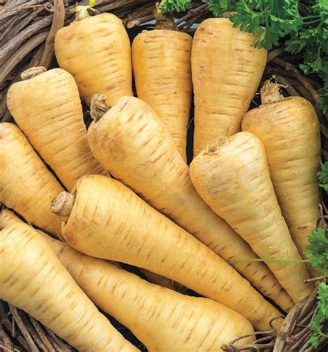 Parsnips Seeds Organic Non Gmo Heirloom Seeds - Etsy