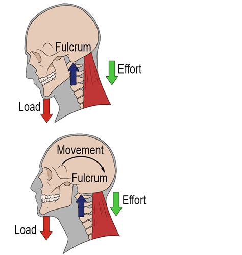 Three Types of Lever Systems: First Class Lever - Mammoth Memory ...