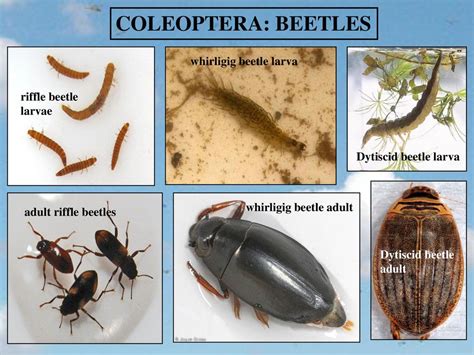 ADULTS IMMATURES AQUATIC MACROINVERTEBRATES and - ppt download