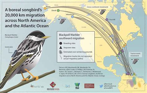 Blackpoll Warbler Migration (U.S. National Park Service)