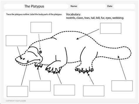 Image result for platypus activity sheet | Activity sheets, Activities ...