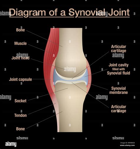 [DIAGRAM] Basic Typical Joint Bone Diagram - MYDIAGRAM.ONLINE