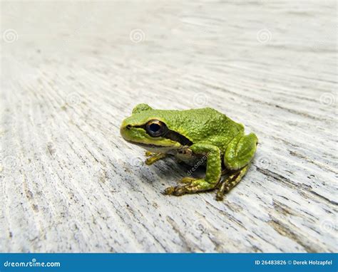 Pacific Tree Frog stock photo. Image of side, british - 26483826