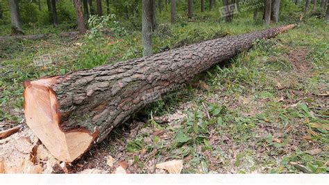 A Large Fallen Cutted Tree Lies In The Summer Forest Stock video footage | 11689976