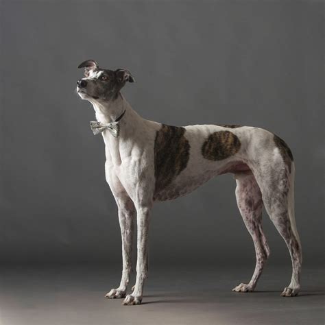 Greyhound Dog Breed Facts & Information