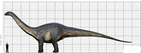 My Apatosaurus size comparison by EthanThomas2022 on DeviantArt