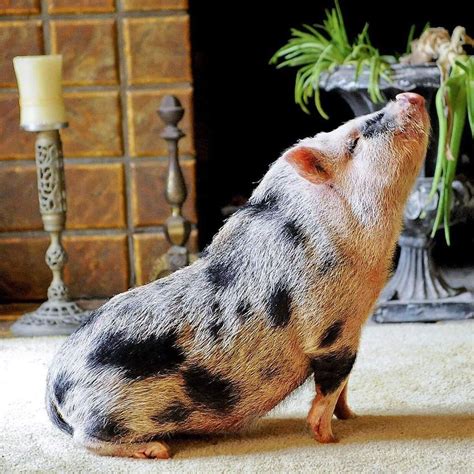 Teach A Pig To Sit, You’ll Have A Friend For Life - | Pet pigs, Pet pig care, Mini potbelly pigs