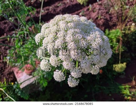 451 Angelica Sinensis Stock Photos, Images & Photography | Shutterstock