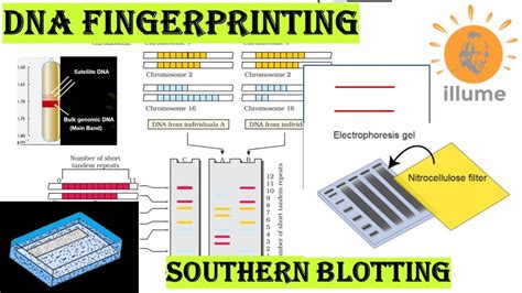 DNA Fingerprinting Part 2 | Procedure & Technique | Southern Blotting | DNA Probe or Marker ...