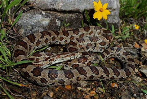 Colorado Snakes Identification Guide: Profiles, Pics, & Tips