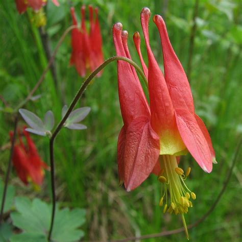 Wild Columbine – The Gardener's Apprentice