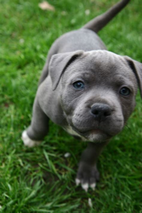 *All SOLD* Blue Staffy Puppies, KC registered | South Ockendon, Essex | Pets4Homes