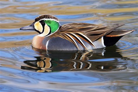 Baikal Teal | Audubon Field Guide