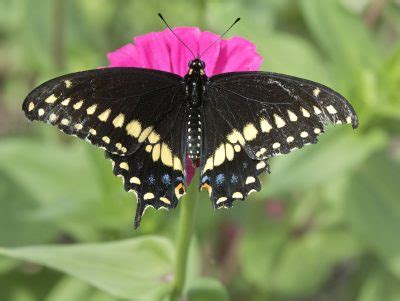 Butterfly of the week – Eastern black swallowtail | Bug Week 2023