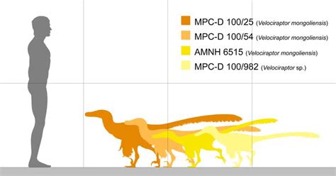 Velociraptor Size Jurassic Park