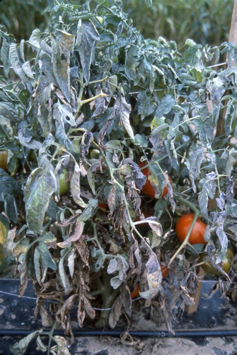 Powdery mildew on tomatoes