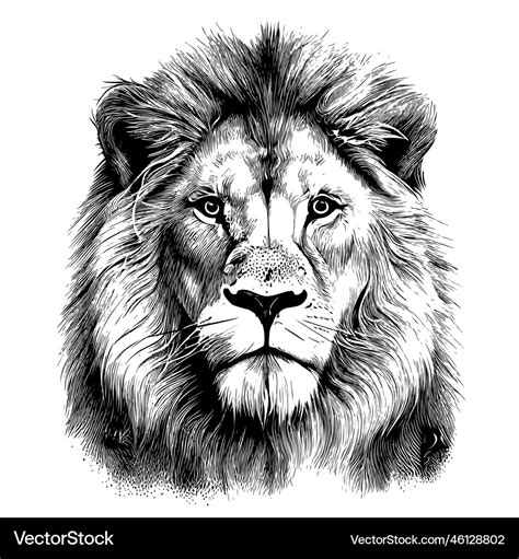 Drawing Of A Lion Face