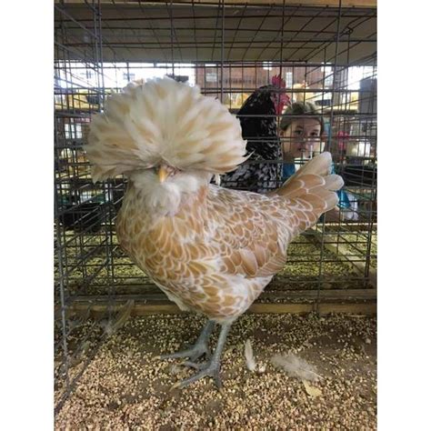 Cackle Hatchery Buff Laced Polish Chicken - Straight Run (Male and Female) - 428 | Blain's Farm ...