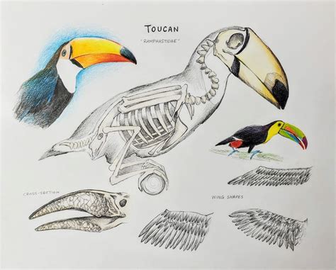 Toucan Anatomy Drawing Demo | Virtual art, Realistic drawings, Drawing ...