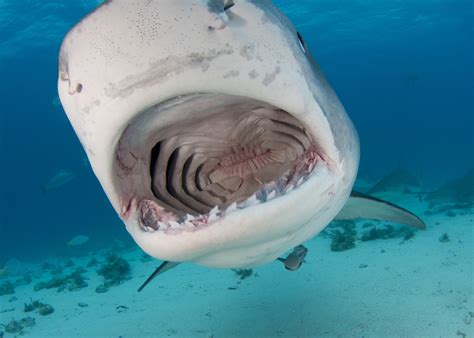 Marine Scientist Almost Dives Into a Shark's Mouth in Hawaii ...