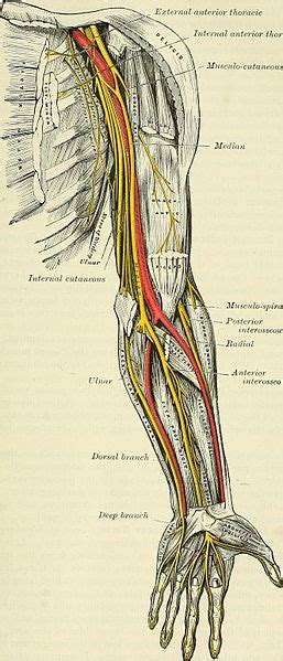 Posterior Interosseous Nerve Syndrome - Physiopedia