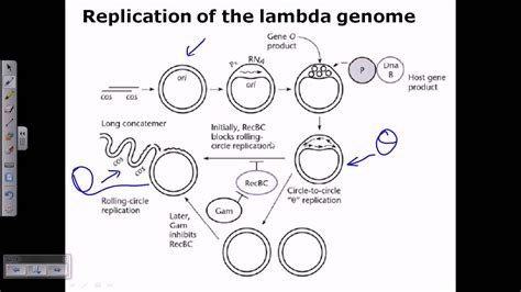 Lambda phage genome replication - YouTube