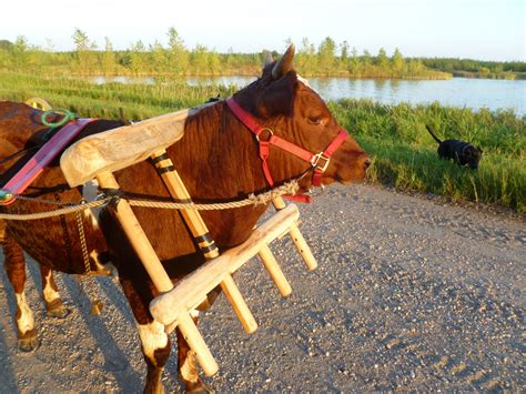 storybrookeripples: ox and dog blog: Single Ox Yoke - Ox Collar ...