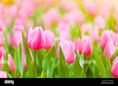 Pink tulip field Stock Photo - Alamy