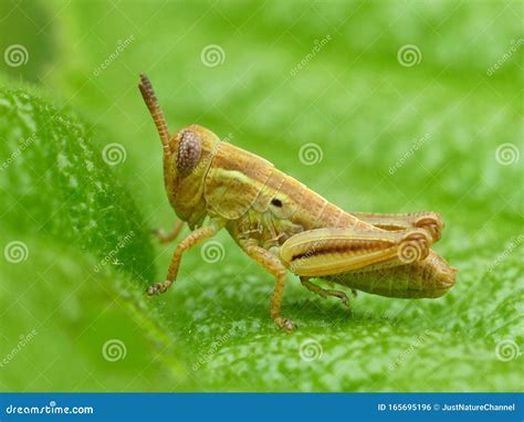 Tiny Brown Grasshopper stock photo. Image of tiny, leafy - 165695196