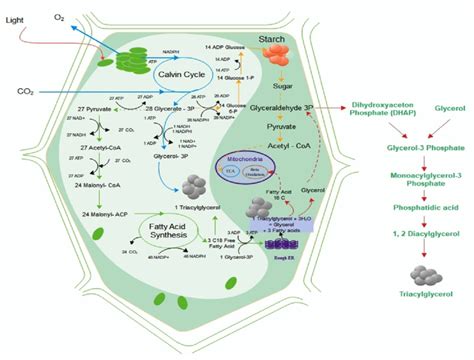 Metabolic pathway of lipid biosynthesis. | Download Scientific Diagram