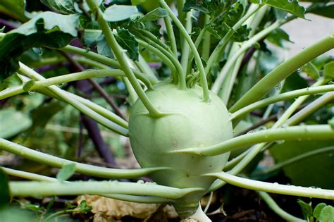 Kohlrabi | Diseases and Pests, Description, Uses, Propagation