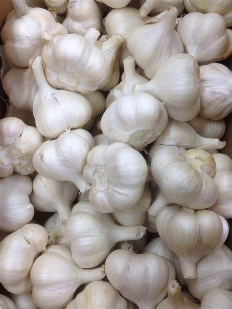 How to Store Garlic So It Stays Fresh in 2021 | How to store garlic, Garlic, Garlic storage