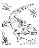 American Alligator Coloring Page At GetColoringscom  Free Printable sketch template