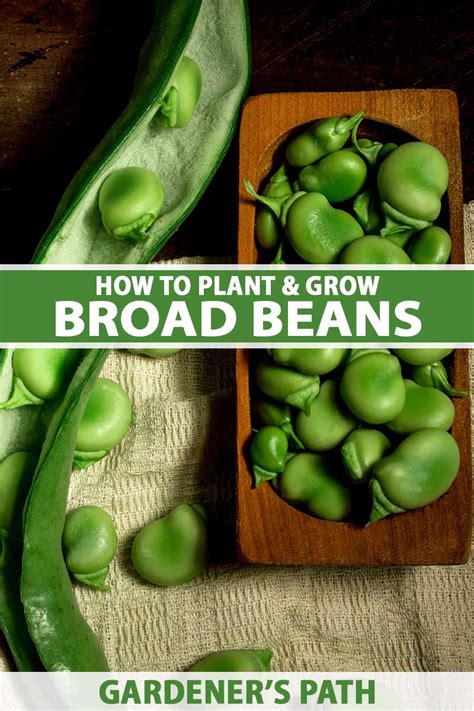 How to Plant and Grow Fava Beans | Gardener’s Path