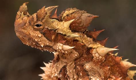 🔥 This epic Thorny Devil : r/NatureIsFuckingLit