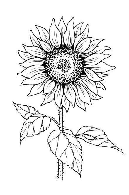 Sunflower Drawing On Canvas | Sunflower drawing, Flower drawing, Sunflower images