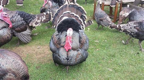 Heritage Turkey Farm - LocalHarvest