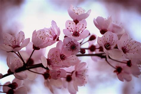 Pink Cherry Blossom - Flowers Photo (34658281) - Fanpop