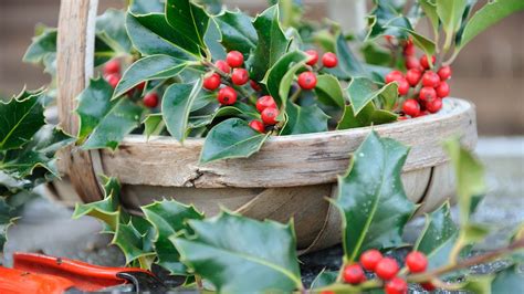 5 of the best plants with winter berries | GardeningEtc