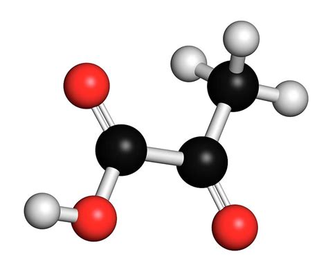 Pyruvic Acid Pyruvate Molecule Photograph by Science Photo Library - Pixels