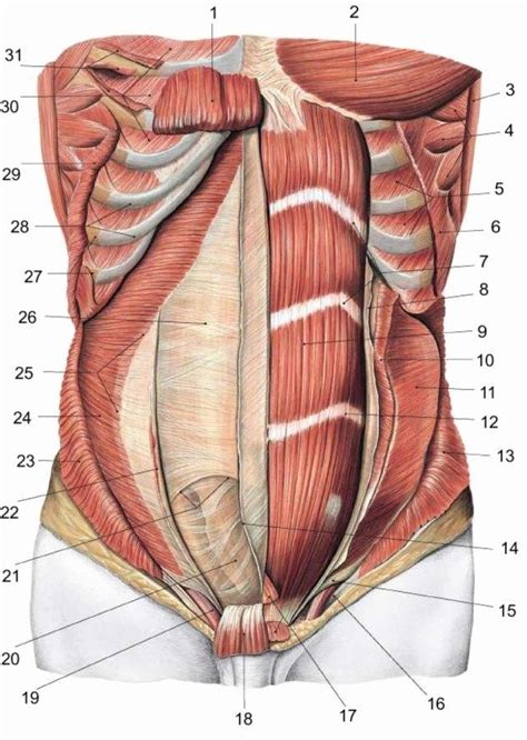 Human Anatomy Abdomen - koibana.info | Muscle anatomy, Human anatomy ...