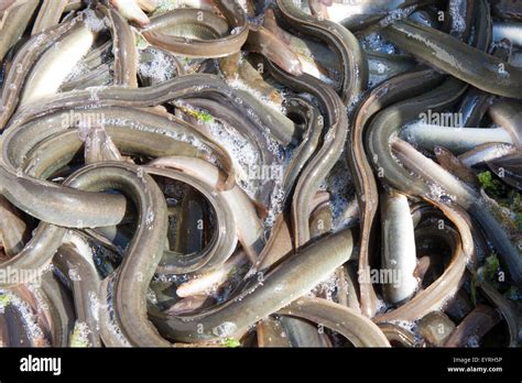 Catch of an eel fishing ship from the Netherlands Stock Photo - Alamy