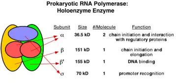 RNA Polymerase: The RNA Synthesis Enzyme Structure and Its Types