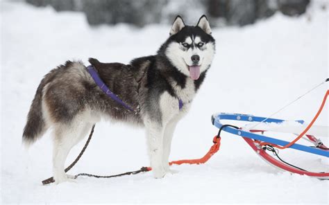 Sled Dogs - Hard Working Breeds