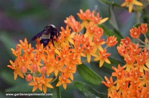 Butterfly Weed - Asclepias tuberosa