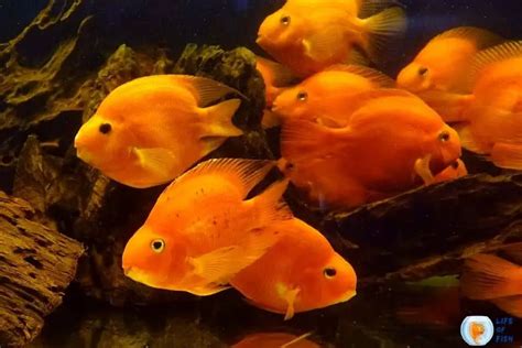 How To Conduct A Blood Parrot Cichlid Breeding (Is It Possible?)